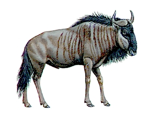 the gnu